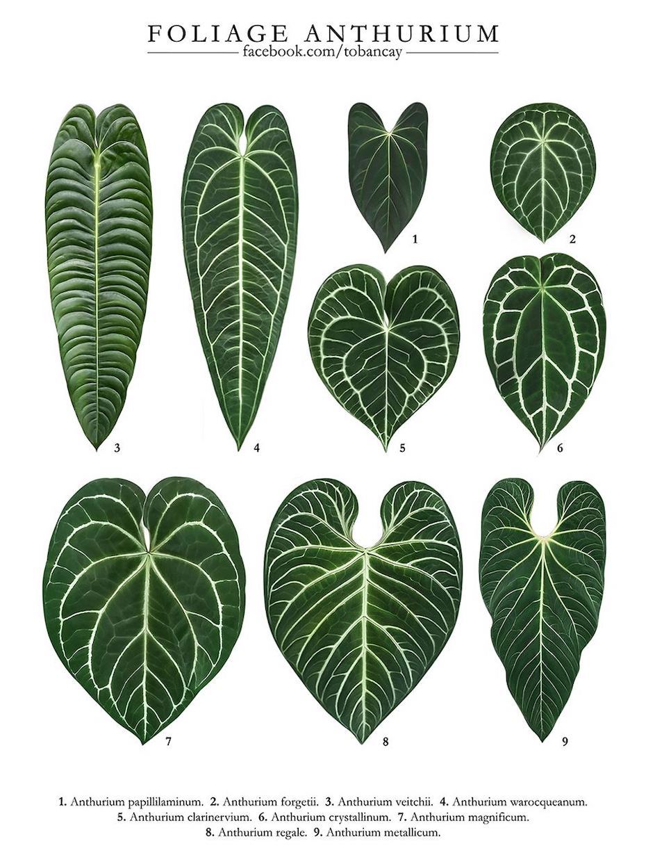 /media/content/2021/08/02/anthurium-species.jpg